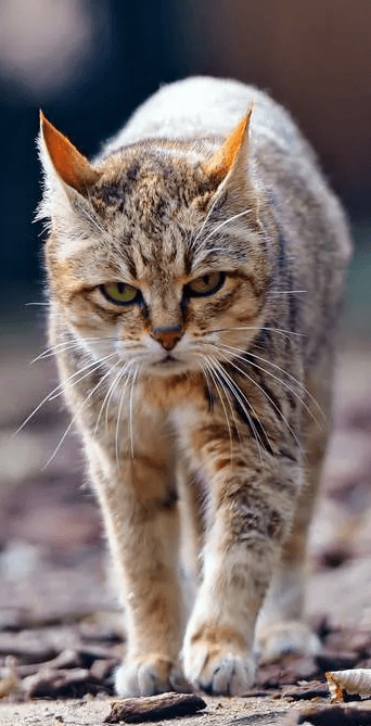 Решение рисунок 1